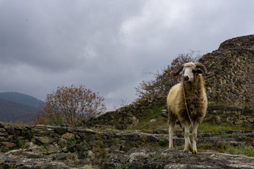 Lamb in the landscape, Georgia