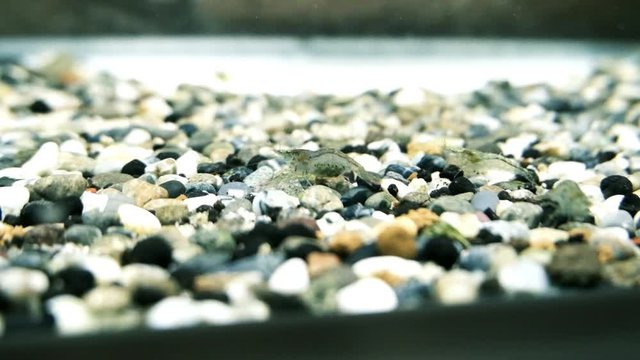 抱卵中のミナミヌマエビのスーパースロー