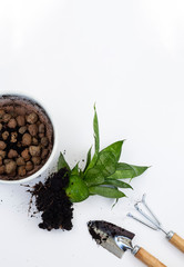 Plant transplantation. Transplanting houseplant, anthurium in pot.