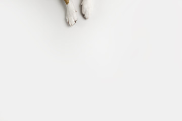 dog paws on a white background