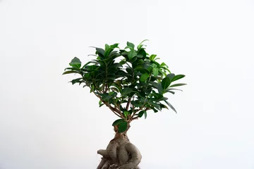 Fotobehang Bonsai Small bonsai ficus microcarpa ginseng plant on a white background  © loreanto