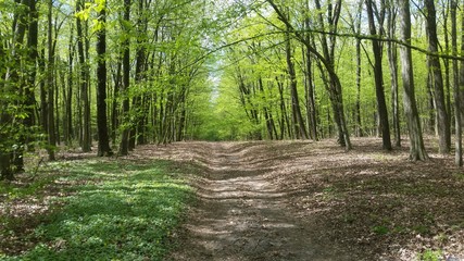 path in the forest
