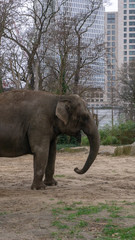 Fototapeta na wymiar elephants
