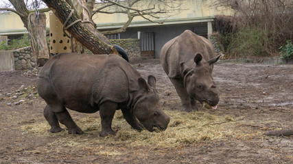 Fototapeta premium rhinos