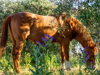caballo salvaje 1
