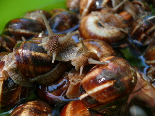 grape snail