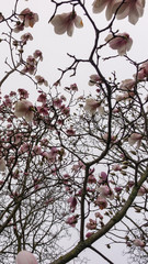 blooming tree