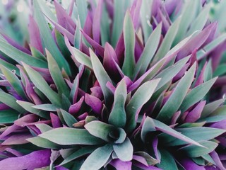 flower leaves that have a purple color