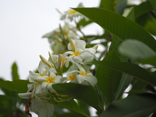 Frangipani, Plumeria, Graveyard Temple tree Apocynaceae, flower blooming in garden nature background petals are white, the middle part is yellow