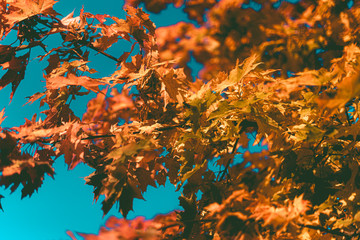 autumn leaves in the forest
