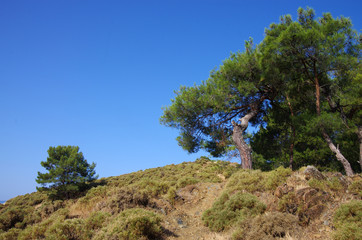 Fototapeta premium Coniferous trees on the shores of the Aegean Sea in Fethiye, Turkey