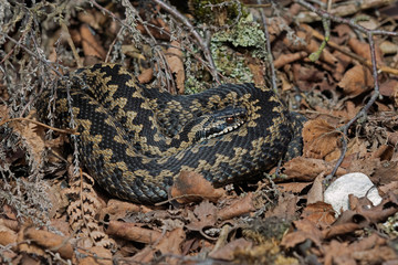 Common European Adder (Vipera berus) basking in leaf litter