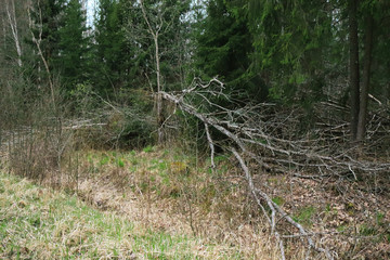 Overturned tree with many branches in nature-barred area