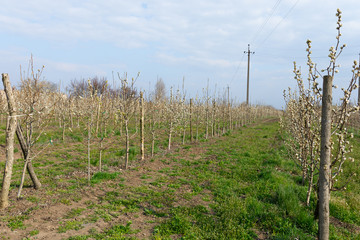 Beautiful flowering pears of ornamental fruit trees in spring horsemans, full of green grass, fabulous nature