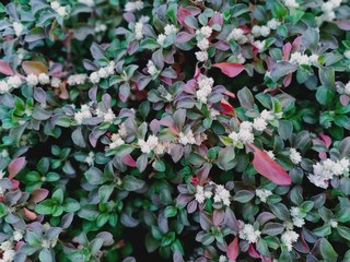 flower leaves that have a purple color