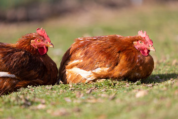 Dos (2) pollos ecológicos descansando en la hierba