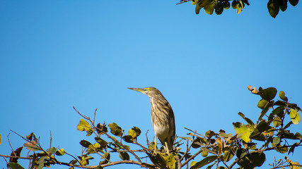 Indian pond heron (Ardeola grayii) ready to fly from tree branch
