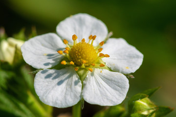 
The flower of Fragaria vesca, commonly called wild strawberry or woodland strawberry 
