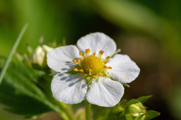 
The flower of Fragaria vesca, commonly called wild strawberry or woodland strawberry 
