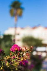 Fototapeta na wymiar Pink flower on a background of palm trees and a hotel.