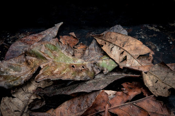 mosaic made of dry autumn leaves on a dark background