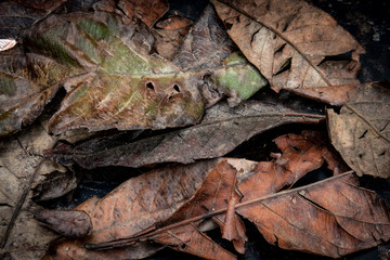 mosaic made of dry autumn leaves on a dark background