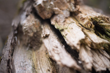Close up on a broken tree trunk wood shrapnels.Macro texture of broken wood fiber.A Wooden background textured horisontal pattern in brown colors - broken tree
