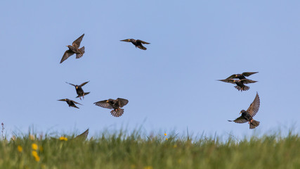 Schwarm Stare fliegen