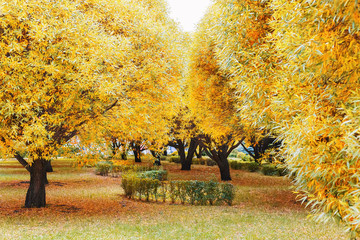 Fototapeta na wymiar Autumn trees in city park. Autumn landscape. Falling leaves natural background. Selective focus.