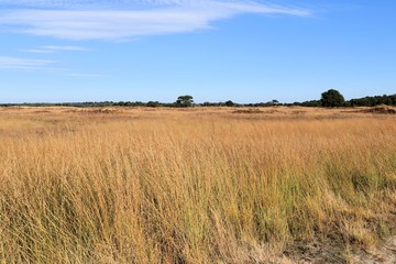 wide view over the grass fields in Cross border park De Zoom, Kalmthout heath, Belgium, The Netherlands