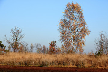 lovely silver birch, Cross border park De Zoom, Kalmthout heath, Belgium, The Netherlands