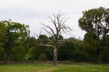 Fototapeta na wymiar Dried tree, countryside, Saffron Walden