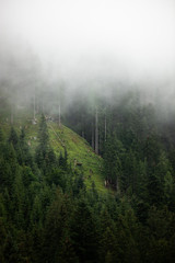 Nature background with evergreen moody,foggy forest in the wilderness.