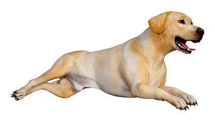 3D Rendering Labrador Dog on White - obrazy, fototapety, plakaty