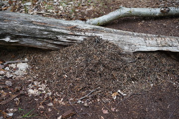 Ameisenhaufen im Wald