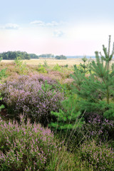 purple Erica in Cross border park De Zoom, Kalmthout heath, Belgium, The Netherlands