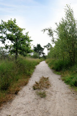 Fototapeta na wymiar sandy path in the Cross border park De Zoom, Kalmthout heath, Belgium, The Netherlands