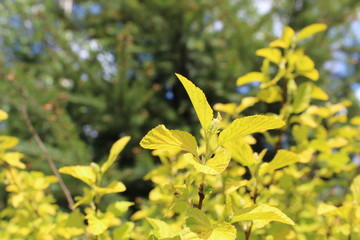 Roślina na tle drzewa