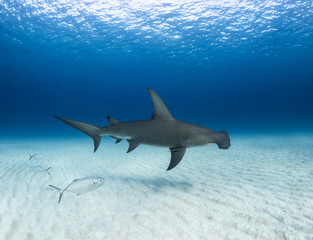 Great Hammerhead swims over the sand, Bahamas.