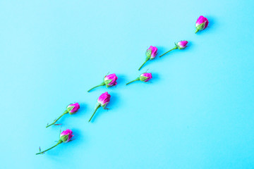 Flowers on a blue background. Flat lay