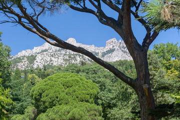 green trees in the park