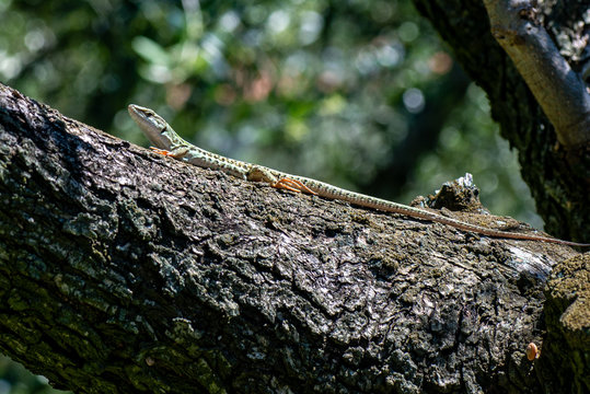 LIZARD PODARCIS SICULUS