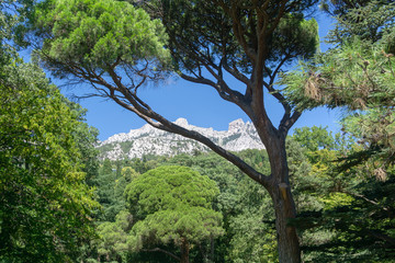 green trees in the park