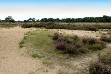 Fototapeta na wymiar purple moor grass in the dunes of Cross border park De Zoom, Kalmthout heath, Belgium, The Netherlands