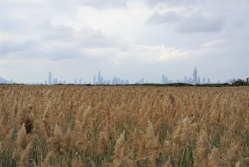 wheat field and city skyline, nature vs city farm that is isolated with skyscrapers in the...