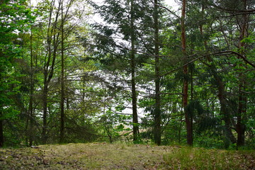 Waldwanderung in Berlin