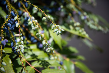 Mahonia