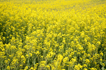 菜の花畑一面黄色