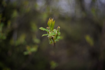 young spring leaves and buds of trees
