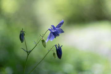 Ancolie wild flowers in the forest